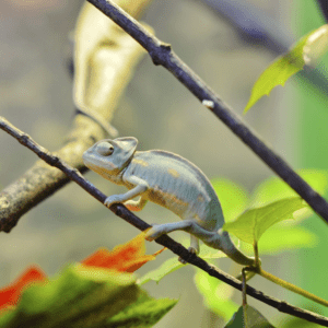 Designers are like chameleons