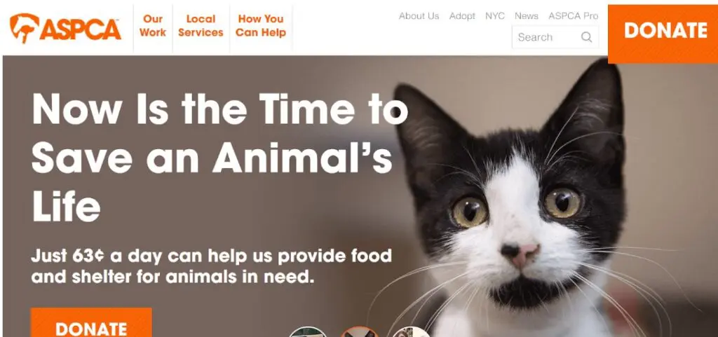 creenshot of the ASPCA homepage, with a hero image of a kitten and large orange DONATE buttons in the top right and bottom left corners