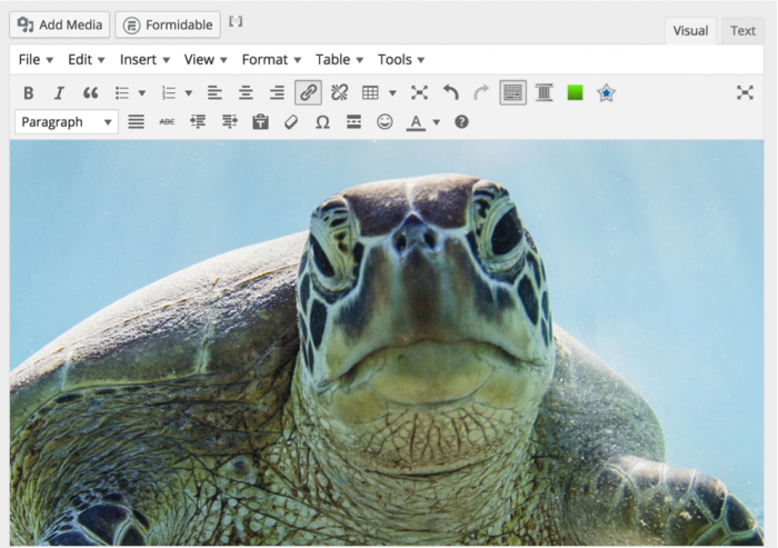 Image at Full Size in Editor 