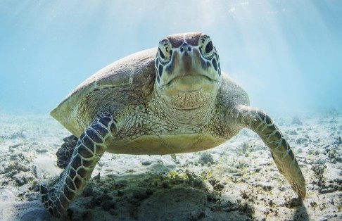 Image scaled before cropping. 