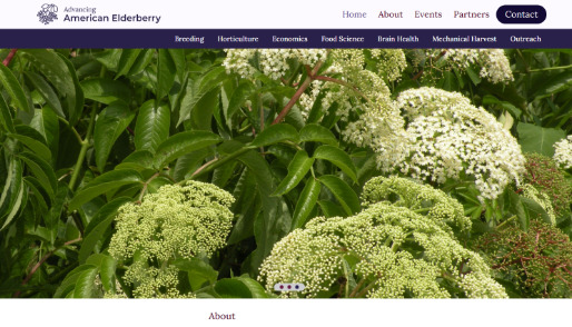 Advancing American Elderberry After