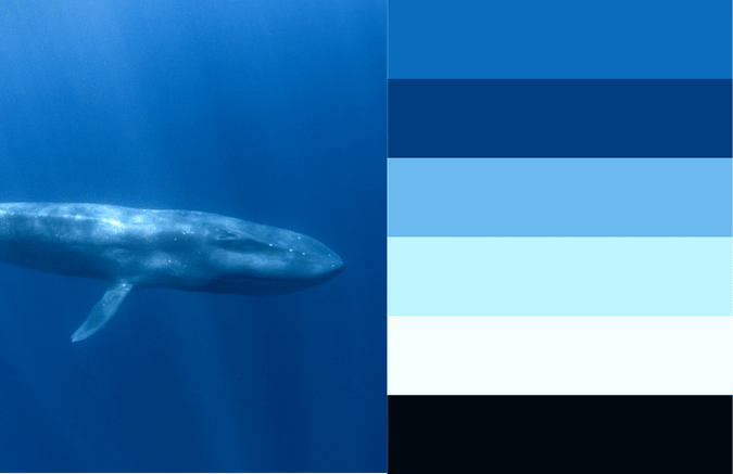 whale photo with monochromatic blue colors
