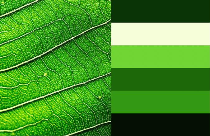 leaf photo with monochromatic green colors